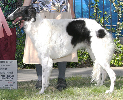 2008 Puppy Sweepstakes Bitch, 15 months and under 18 - 1st