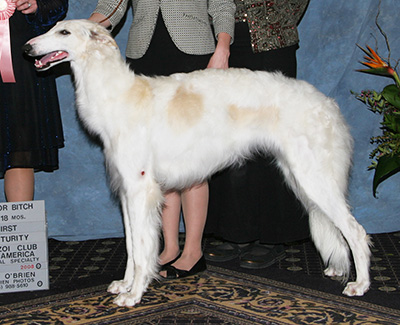 2008 Puppy Sweepstakes Bitch, 15 months and under 18 - 4th