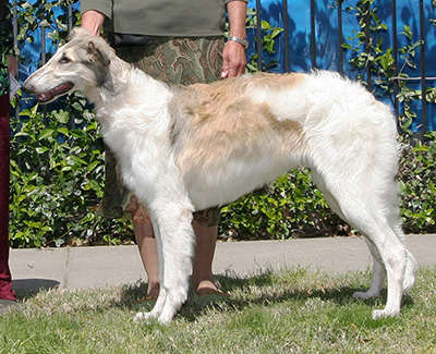 2008 Puppy Sweepstakes Bitch, 6 months and under 9 - 2nd