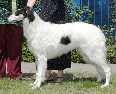 2008 Puppy Sweepstakes Bitch, 6 months and under 9 - 3rd