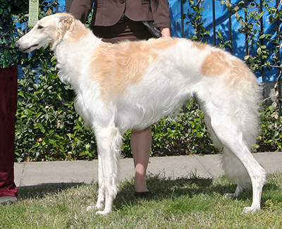 2008 Puppy Sweepstakes Bitch, 9 months and under 12 - 3rd