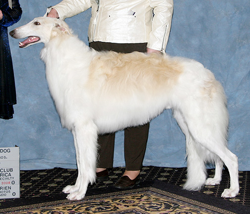 2008 Futurity Dog, 15 months and under 18 - 1st