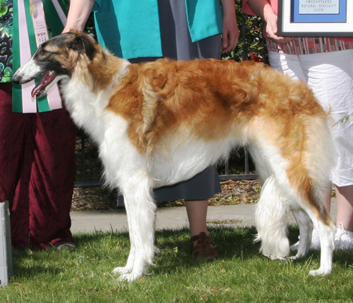 2008 Best in Puppy Sweepstakes