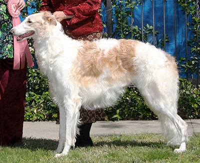 2008 Puppy Sweepstakes Dog, 12 months and under 15 - 1st