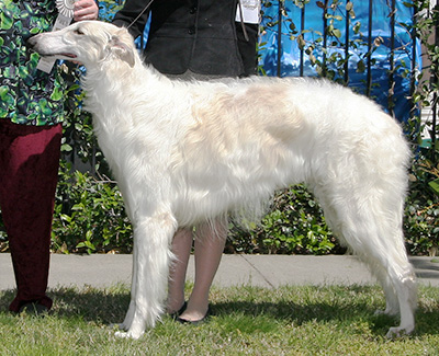 2008 Puppy Sweepstakes Dog, 15 months and under 18 - 4th