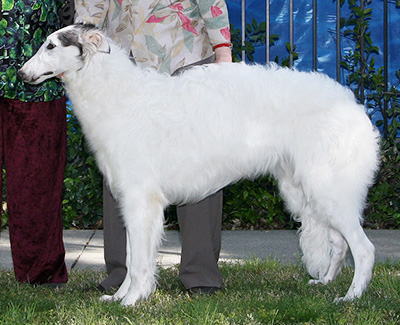 2008 Futurity Dog, 6 months and under 9 - 2nd
