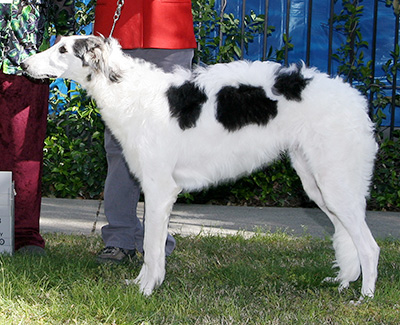 2008 Puppy Sweepstakes Dog, 6 months and under 9 - 3rd