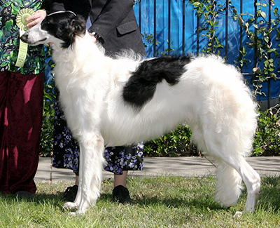 2008 Puppy Sweepstakes Dog, 9 months and under 12 - 3rd