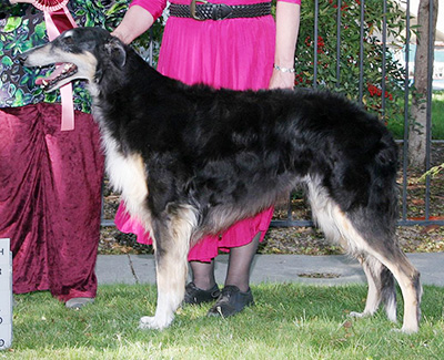 2008 Veteran Sweepstakes Bitch, 10 years and over - 1st