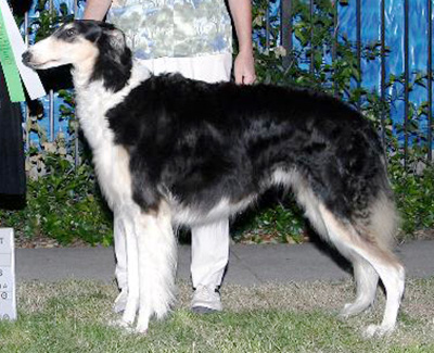 2008 Veteran Sweepstakes Bitch, 9 months and under 12 - 1st