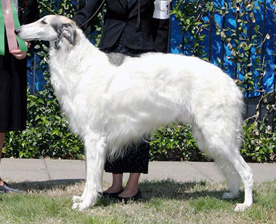 2008 Veteran Sweepstakes Dog, 7 years and under 8 - 1st