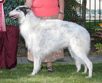 2008 Veteran Sweepstakes Dog, 9 months and under 12 - 1st