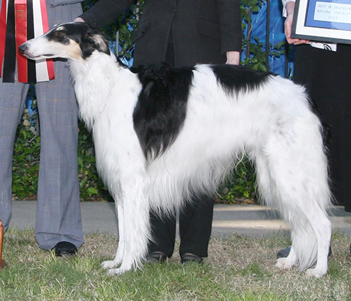 2008 Dog, Amerian Bred - 4th
