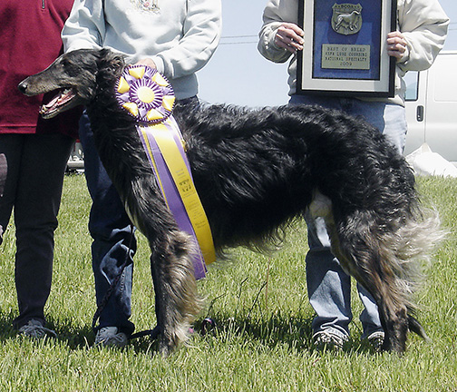 2009 ASFA Lure Coursing Best of Breed