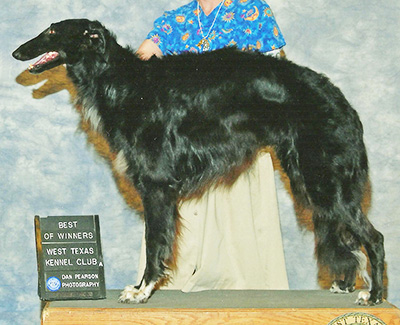 2009 ASFA Lure Coursing Field Champion NBQ