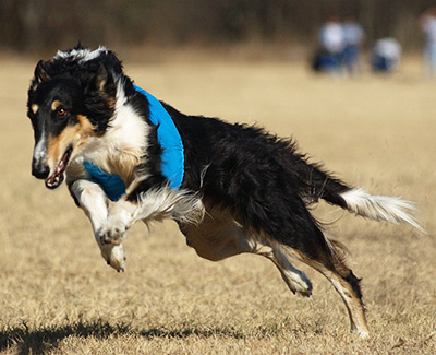 2009 ASFA Lure Coursing Veteran 1st