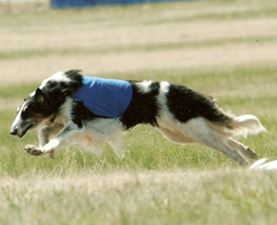 2009 ASFA Lure Coursing Veteran 3rd