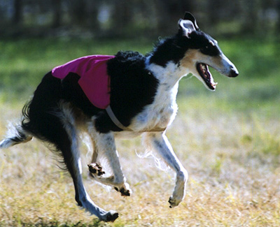 2009 ASFA Lure Coursing Veteran 4th