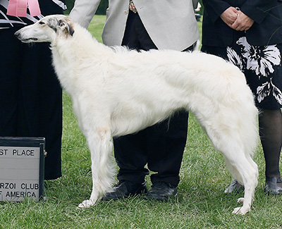 2009 Bitch, Amerian Bred - 1st