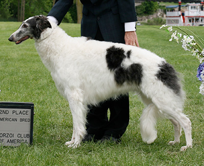 2009 Bitch, Amerian Bred - 2nd