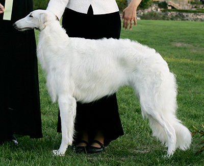 2009 Bitch, Amerian Bred - 4th