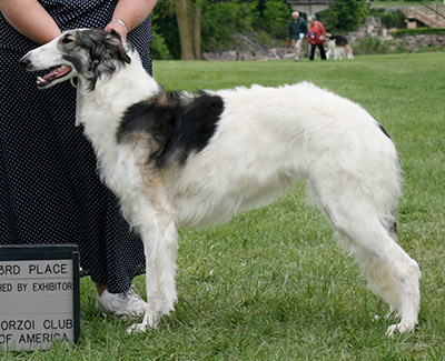 2009 Bitch, Bred by Exhibitor - 3rd