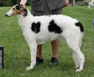 2009 Bitch, Bred by Exhibitor - 4th