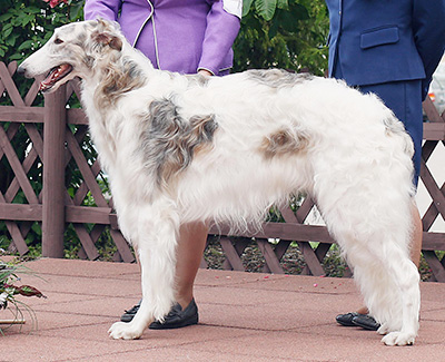 1992 Best Bred By Exhibitor In Specialty