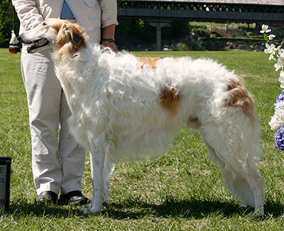 2009 Dog, 12 months and under 18 - 2nd