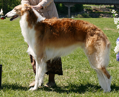 2009 Dog, 12 months and under 18 - 3rd