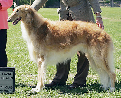 2009 Dog, 12 months and under 18 - 4th