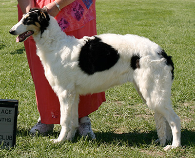 2009 Dog, 6 months and under 9 - 2nd