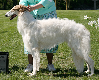 2009 Dog, 9 months and under 12 - 2nd