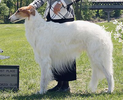 2009 Dog, Amerian Bred - 1st