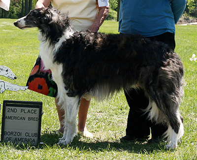 2009 Dog, Amerian Bred - 2nd