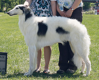 2009 Futurity Dog, 21 months and under 24 - 1st
