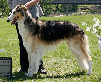 2009 Dog, Bred by Exhibitor - 4th
