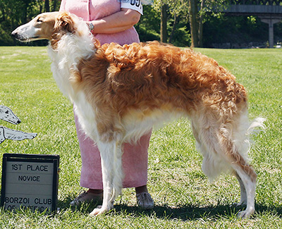 2009 Dog, Novice - 1st