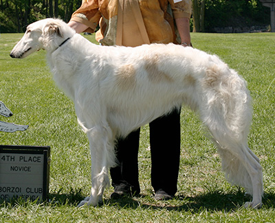 2009 Dog, Novice - 4th