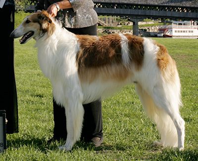 2009 Futurity Dog, 18 months and under 21 - 4th