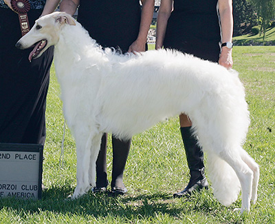 2009 Futurity Dog, 9 months and under 12 - 2nd