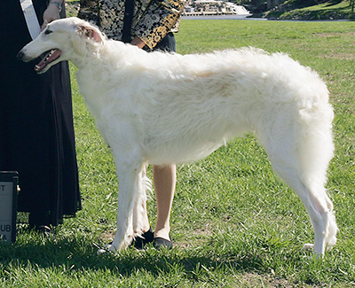 2009 Futurity Dog, 9 months and under 12 - 4th