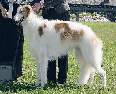 2009 Futurity Dog, 12 months and under 15 - 4th