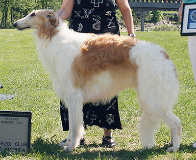 2009 Reserve Winners Dog