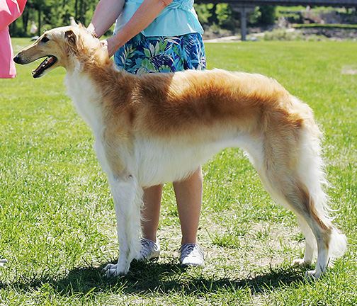 2009 Puppy Sweepstakes Bitch, 15 months and under 18 - 2nd