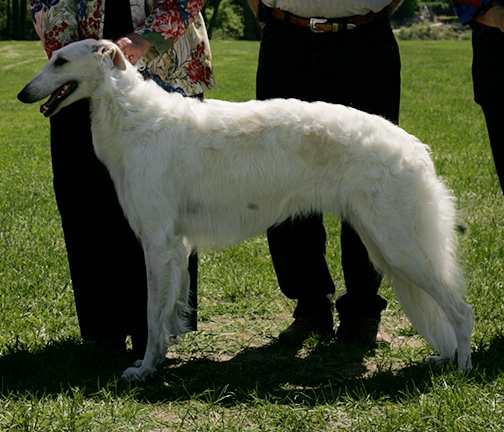 2009 Puppy Sweepstakes Bitch, 15 months and under 18 - 4th