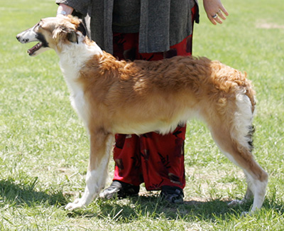 2009 Puppy Sweepstakes Bitch, 6 months and under 9 - 2nd