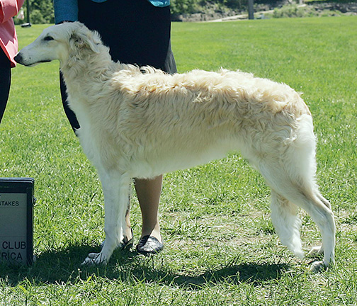 2009 Best in Puppy Sweepstakes