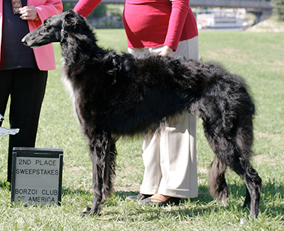 2009 Puppy Sweepstakes Dog, 12 months and under 15 - 2nd