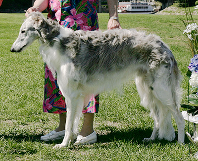 2009 Puppy Sweepstakes Dog, 12 months and under 15 - 4th